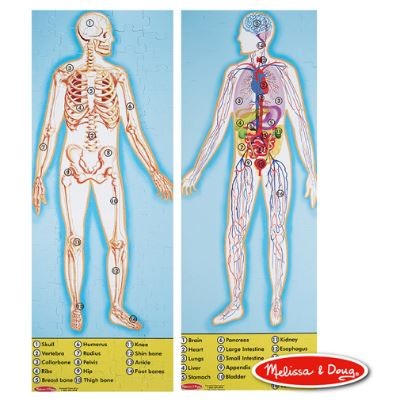 大型地板拼圖, 人體解剖學,100 片